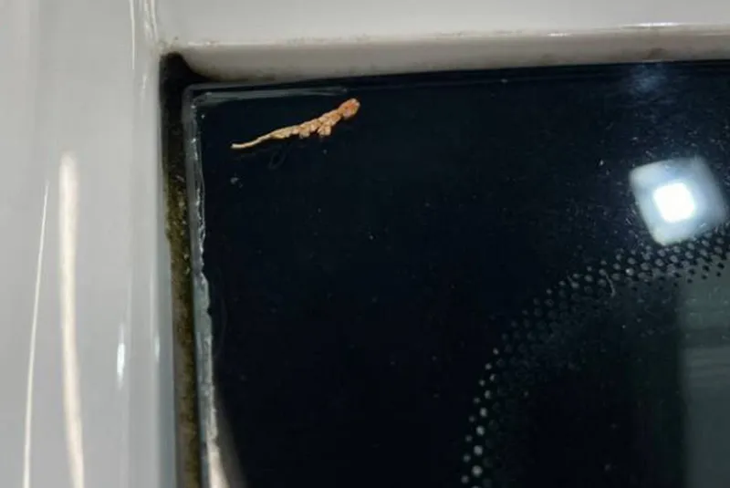 車に苔が生えた